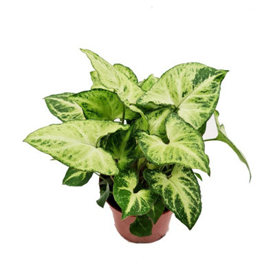 syngonium vine plant