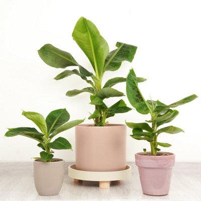 House Plant - Banana Palm - Tropicana - 17 cm Pot size - 50-70 cm Tall -  Musa Basjoo Tropicana - Indoor Plant