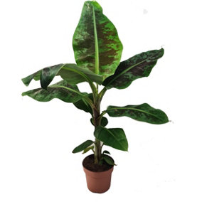 House Plant - Banana Palm - Tropicana - 17 cm Pot size - 70-90 cm Tall - Musa Basjoo Tropicana - Indoor Plant