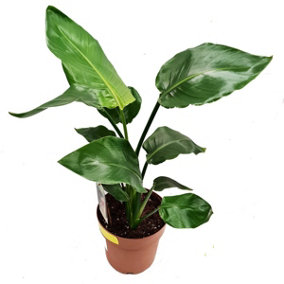 House Plant - Bird Of Paradise - White - 17 cm Pot size - 50-70 cm Tall - Strelitzia Nicolai - Indoor Plant