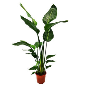 House Plant - Bird Of Paradise - White - 21 cm Pot size - 90-110 cm Tall - Strelitzia Nicolai - Indoor Plant