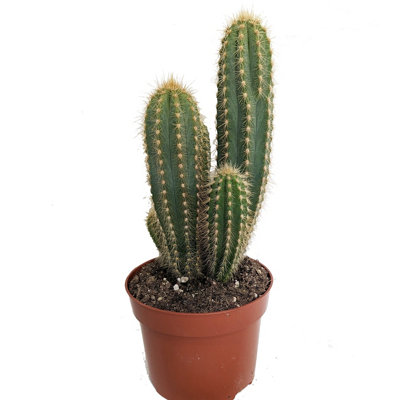 House Plant - Blue Column Cactus - 12 cm Pot size - 20-30 cm Tall ...