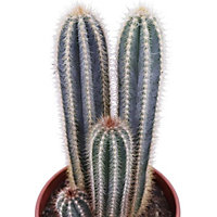 House Plant - Blue Torch Cactus - 12 cm Pot size - 20-30 cm Tall - Pilocereus Azureus - Indoor Plant