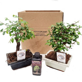 House Plant - Bonsai - Mystery Box - 12 cm Pot size - 20-30 cm Tall - A Surprise Mix Of Miniature Bonsai  - Indoor Plant