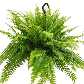 House Plant - Boston Fern - Green Moment - 19 cm (Free Pot Hanger) Pot size - 30-40 cm Tall - Nephrolepis Exaltata - Indoor Plant