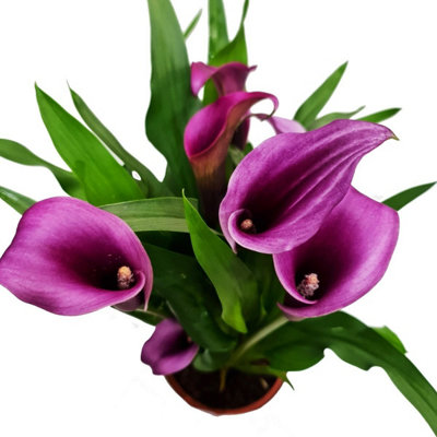 House Plant - Calla Lily - Purple Paco - 12 cm Pot size - Zantedeschia ...