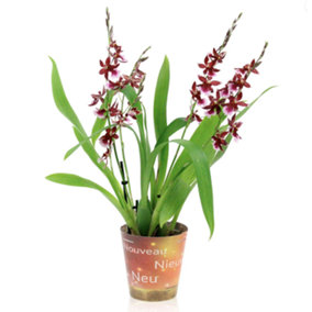 House Plant - Cambria Orchid -  Barrocco Red - 12 cm Pot size - 40-50 cm Tall - Cambria - Indoor Plant
