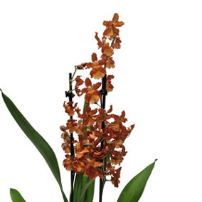 House Plant - Cambria Orchid - Catatante Orange - 12 cm Pot size - 90-110 cm Tall - Cambria Colmanara - Indoor Plant