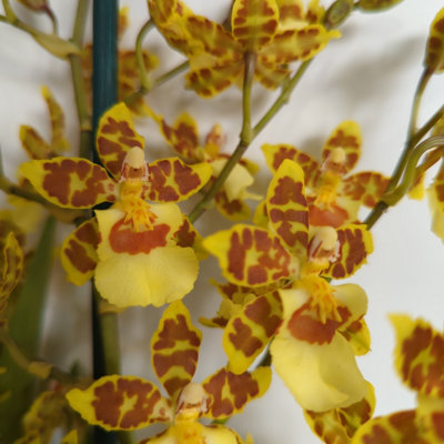Cambria orchid new arrivals