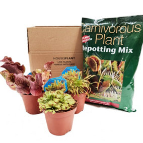 House Plant - Carnivorous - Mystery Box - Default Title Pot size - A Surprise Mix Of Bug Munchers - Indoor Plant