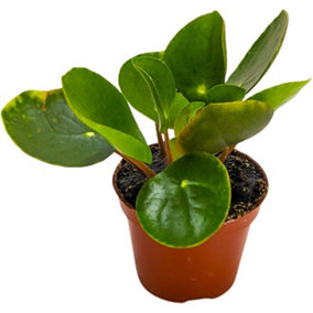 House Plant - Chinese Money Plant - 6 cm Pot size - 10-20 cm Tall - Pilea Peperomoides - Indoor Plant