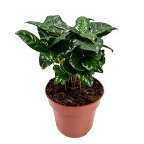 House Plant - Coffee Plant - Arabica - 12 cm Pot size - 20-30 cm Tall - Coffea Rubiaceae Arabica - Indoor Plant