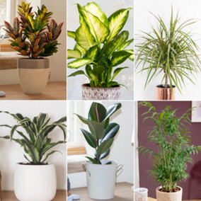 House Plant Collection, 6 Plants in 12cm Pots, Beautiful Evergreen Indoor Real Plants, Easy to Grow Air Plants for Homes & Office,