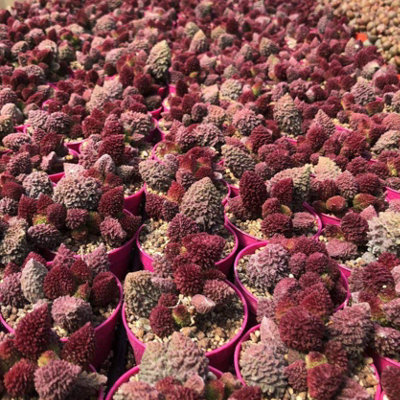 Rare red coral store