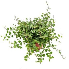 House Plant - Creeping Fig - White Sunny - 9 cm Pot size - 10-20 cm Tall - Ficus pumila - Indoor Plant