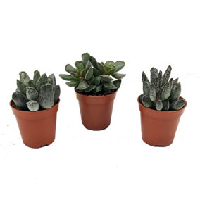 House Plant - Crinkle Leaf Plants - Mystery Box - 5 cm Pot size - Below 10 cm Tall - Adromischus Cristatus - Indoor Plant