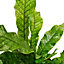 House Plant - Crocodile Fern - Rare Plant - 12 cm Pot size - 20-30 cm Tall - Microsorum Musifolium Crocodyllus - Indoor Plant