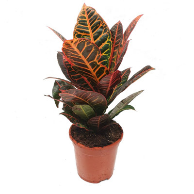 House Plant - Croton - Petra - 7 cm Pot size - 10-20 cm Tall - Codiaeum ...