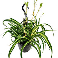 House Plant - Curly Spider Plant - Bonnie - 15 cm (Free Pot Hanger) Pot size - 20-30 cm Tall - Chlorophytum Comosum - Indoor Plant