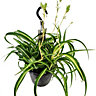 House Plant - Curly Spider Plant - Bonnie - 15 cm (Free Pot Hanger) Pot size - 20-30 cm Tall - Chlorophytum Comosum - Indoor Plant