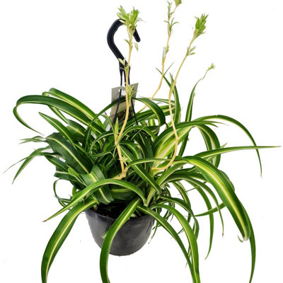 House Plant - Curly Spider Plant - Bonnie - 15 cm (Free Pot Hanger) Pot size  - 20-30 cm Tall - Chlorophytum Comosum - Indoor Plant
