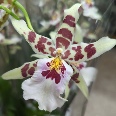 House Plant Dancing Ladies Orchid White Renaissance Rare Orchid 12 cm Pot size 50 70 cm Tall Oncidium Indoor Plant