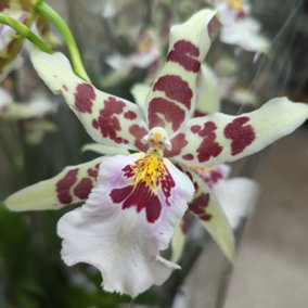 House Plant - Dancing Ladies Orchid - White Renaissance - Rare Orchid - 12 cm Pot size - 50-70 cm Tall - Oncidium  - Indoor Plant