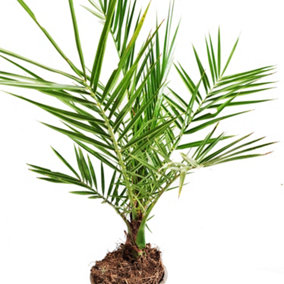House Plant - Date Palm - 19 cm Pot size - 90-110 cm Tall - Phoenix Canariensis - Indoor Plant