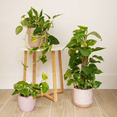 black and gold philodendron plants Black Gold Philodendron ( Philodendron Melanochrysum )