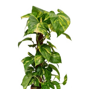 House Plant - Devil's Ivy - Golden Pothos - 12 cm Pot size - 10-20 cm Tall - Epipremnum Pinnatum Aureum - Indoor Plant
