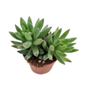 House Plant - Donkey's Tail - Morgan - 5 cm Pot size - Below 10 cm Tall - Sedum Morganianum  - Indoor Plant