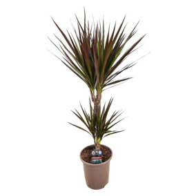 House Plant - Dragon Tree - Magenta - 17 cm Pot size - 50-70 cm Tall - Dracaena Magenta - Indoor Plant