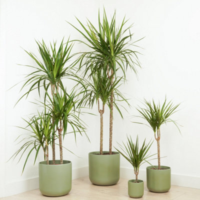 House Plant - Dragon Tree - Marginata - 21 cm Pot size - 110-130 cm Tall -  Dracaena Marginata - Indoor Plant