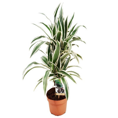 House Plant - Dragon Tree - White Stripe - 21 cm Pot size - 90-110 cm Tall  - Dracaena Warnekii -