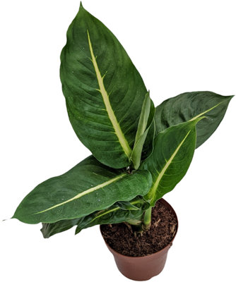 House Plant - Dumb Cane - Green Magic - 17 cm Pot size - 40-50 cm Tall - Dieffenbachia Araceae - Indoor Plant