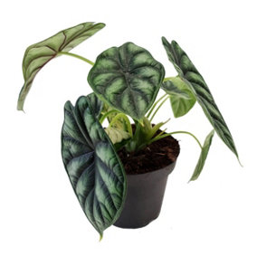 House Plant - Elephant Ear - Dragon Scale - Rare Plant - 12 cm Pot size - 20-30 cm Tall - Alocasia Araceae - Indoor Plant