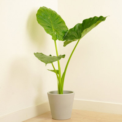 monstera plant fertilizer Professional Monstera Plant Fertilizer main image 1