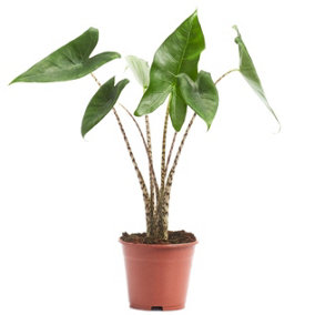 House Plant - Elephant Ear - Zebrina - 19 cm Pot size - 50-70 cm Tall - Alocasia Araceae - Indoor Plant