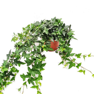 plants are purple pro-aging super serum Pro-Aging Super Serum main image 1