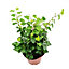 House Plant - English Ivy - Wonder - 12 cm Pot size - 20-30 cm Tall - Hedera Helix  - Indoor Plant