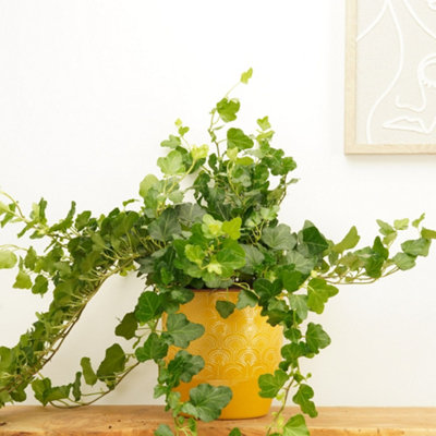 fake fiddle fig leaf tree 75” Fiddle Leaf Fig Artificial Tree in White Planter main image 0