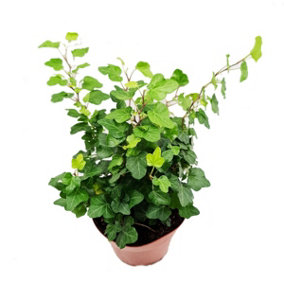 House Plant - English Ivy - Wonder - 19 cm (Free Pot Hanger) Pot size - 70-90 cm Tall - Hedera Helix  - Indoor Plant