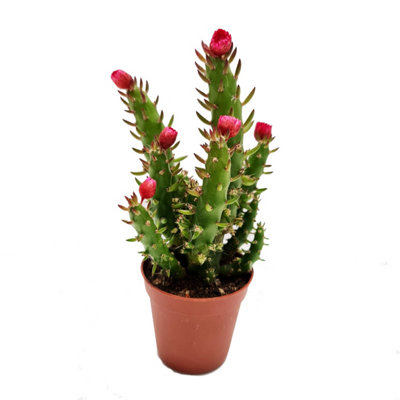 https://media.diy.com/is/image/KingfisherDigital/house-plant-eves-pin-cactus-5-cm-not-in-flower-pot-size-10-20-cm-tall-austrocylindropuntia-subulata-indoor-plant~5061018815302_01c_MP?$MOB_PREV$&$width=618&$height=618