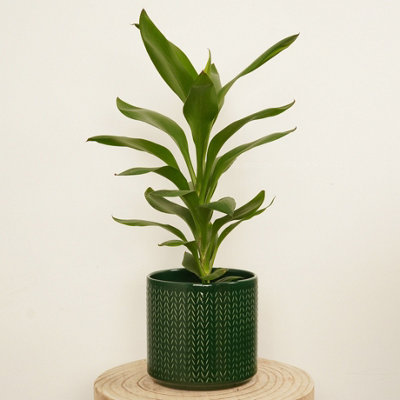 HOUSE PLANT - GOOD LUCK PLANT - GLAUCA - 12 CM POT SIZE - 30-40 CM TALL -  CORDYLINE FRUTICOSA - INDOOR PLANT