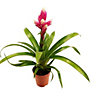 House Plant - Guzmania 'Candy' - 12 cm Pot size - 40-50 cm Tall - Candy Bromeliad - Indoor Plant