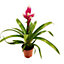House Plant - Guzmania 'Candy' - 12 cm Pot size - 40-50 cm Tall - Candy Bromeliad - Indoor Plant