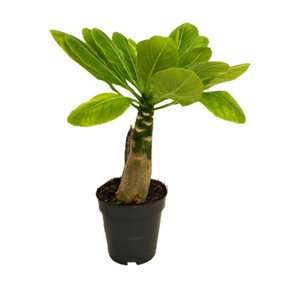 House Plant - Hawaii Palm - Hard To Find - 12 cm Pot size - 10-20 cm Tall - Brighamia insignis - Indoor Plant