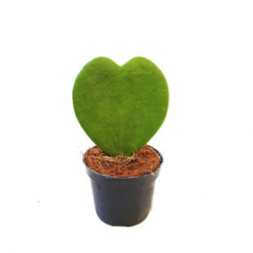 House Plant - Heart Plant - Kerrii - 5 cm Pot size - Below 10 cm Tall - Hoya Kerrii - Indoor Plant