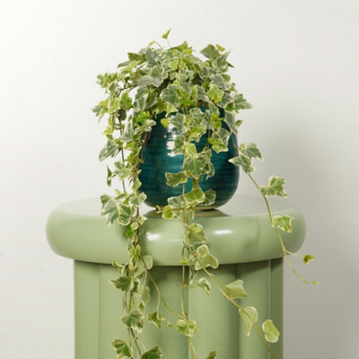 House Plant - Ivy - White Wonder - 12 cm Pot size - 20-30 cm Tall - Hedera  Helix Variagata - Indoor Plant