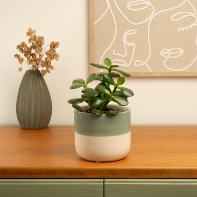 House Plant - Jade Plant - Ovata - 8 cm Pot size - Below 10 cm Tall -  Crassula Ovata - Indoor